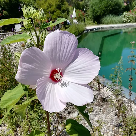 La Les Hesperides * Grimaud