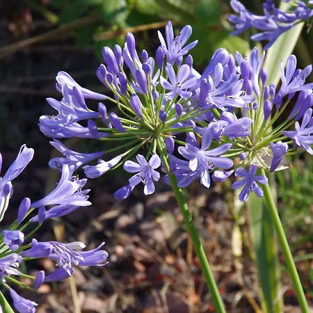 بيت للعطل La Les Hesperides غريمو