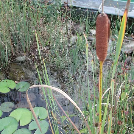 La Les Hespérides Grimaud