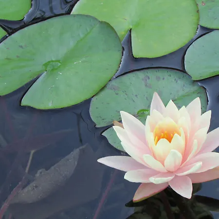 La Les Hespérides Hébergement de vacances *