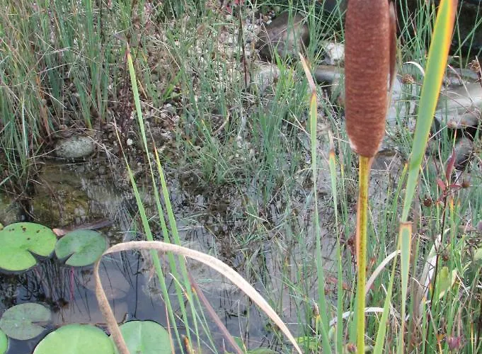 La Les Hesperides 그리모