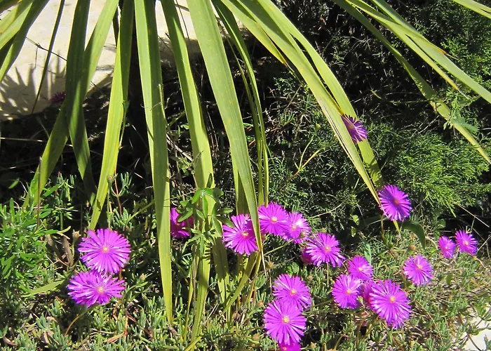 La Les Hesperides 펜션 *