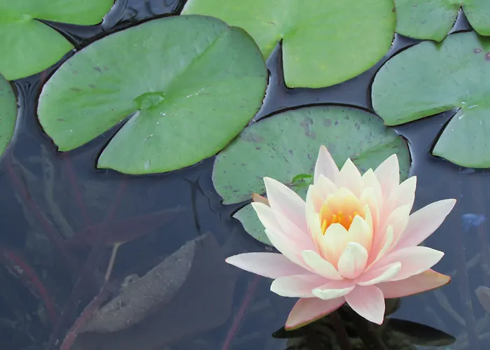 La Les Hesperides 펜션 *