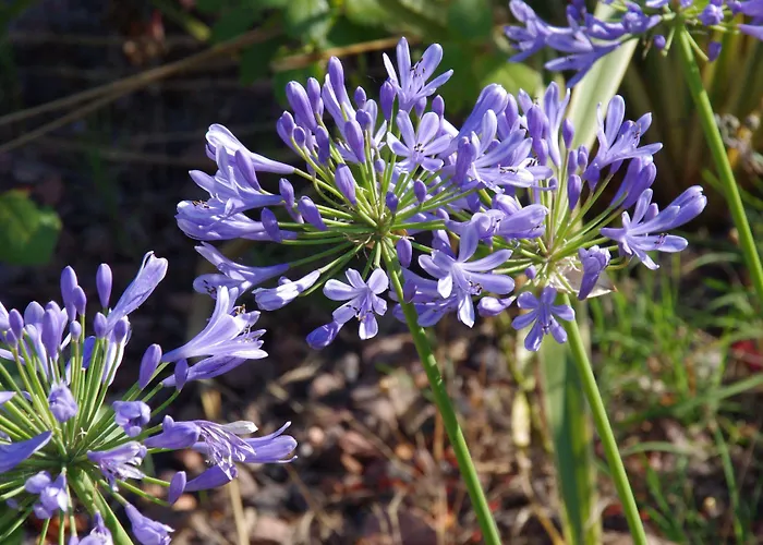 펜션 La Les Hesperides 그리모